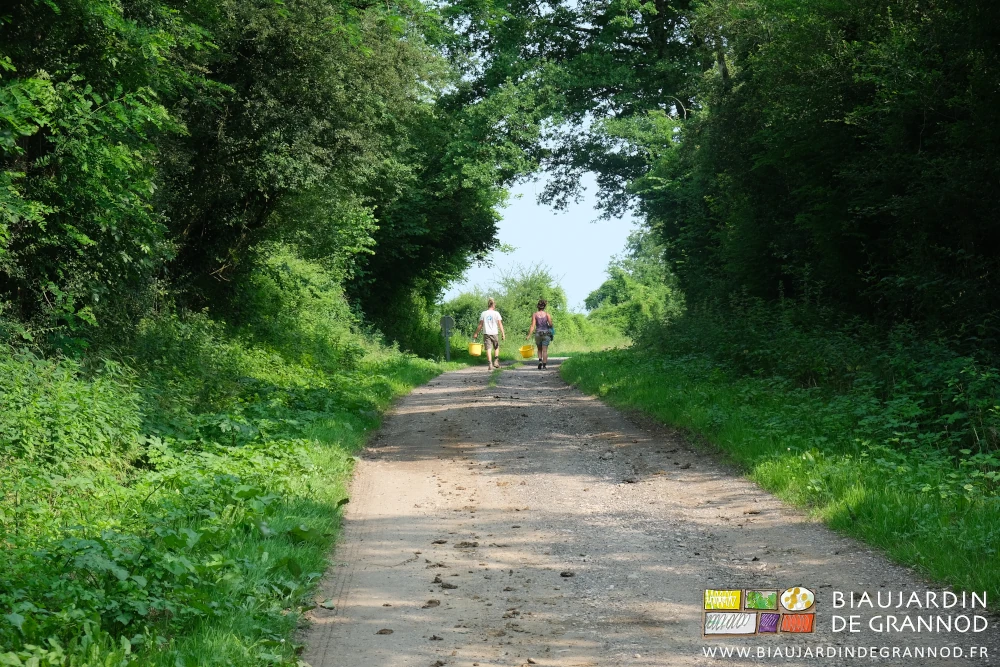 photo de 2 Biaux Jardiniers à pied sur le chemin bordée de haies champêtres et quelques beaux chênes.