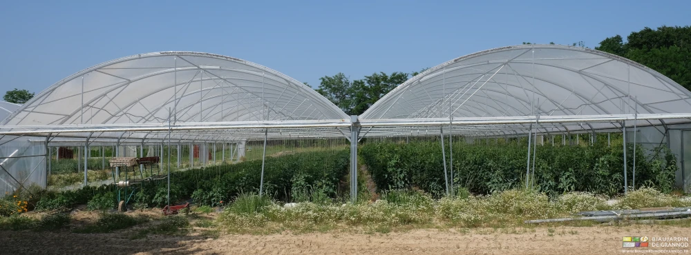 photo de l'échelonnement des plantations de tomate sous un bi-tunnel
