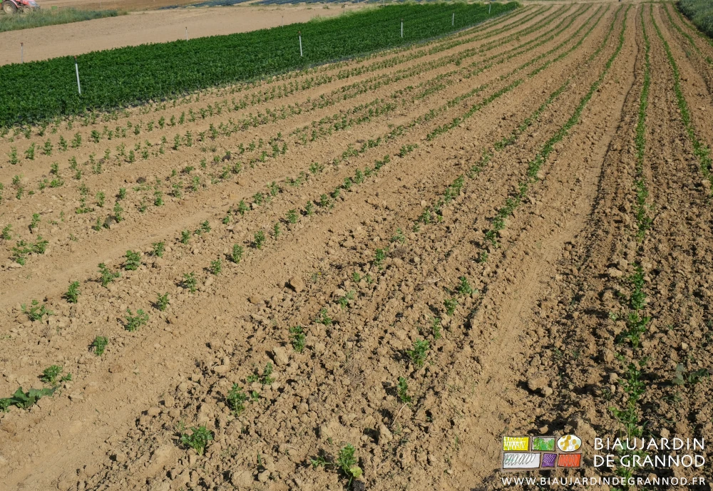 photo d'ensemble du carré de céleri-rave entièrement hersé par l'étrille