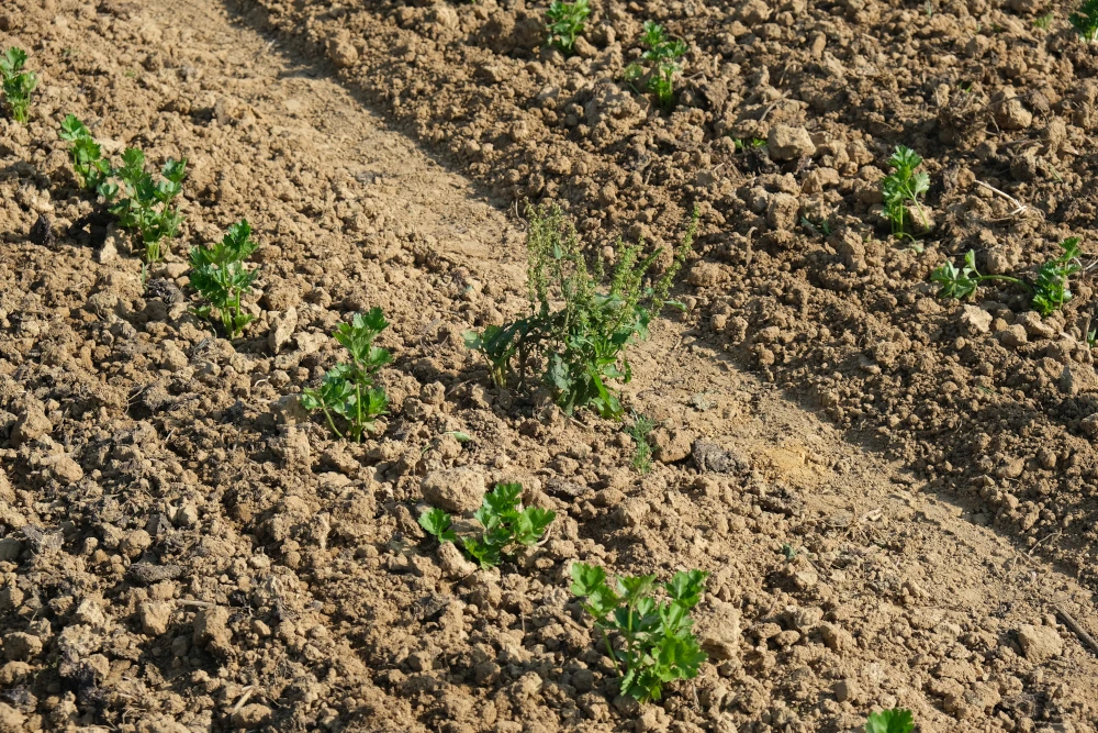 photo d'un pied d'oseille très développé au bord d'un rang de céleri-rave