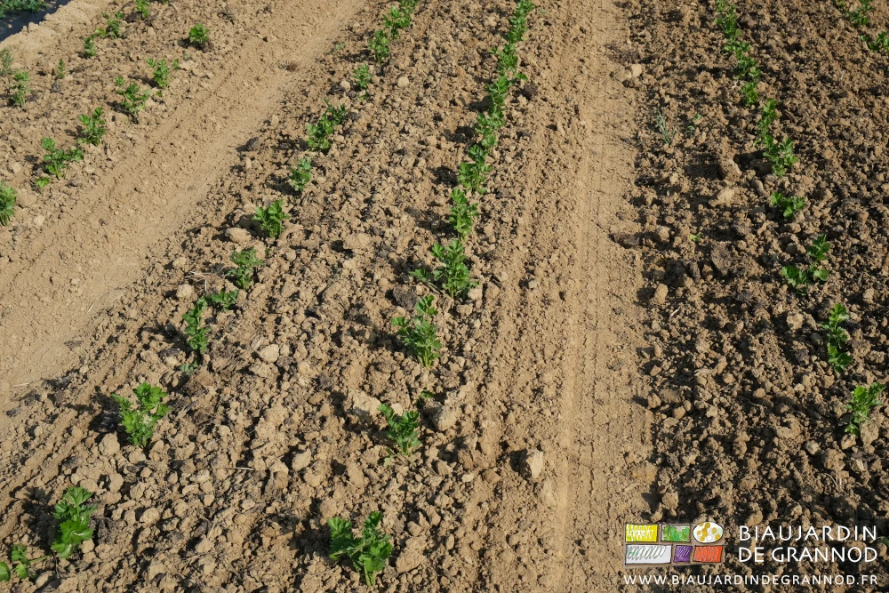 photo proche d'une planche de céleri-rave nettoyée d'adventices