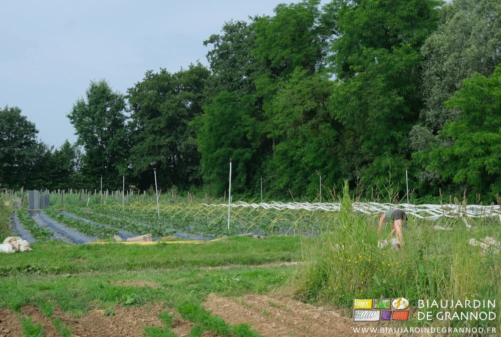 photo des arceaux chenille en cours d'arrachage dans le carré d'aubergine