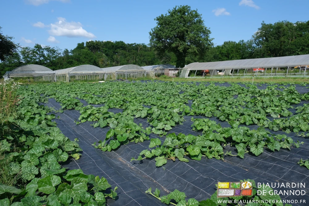 photo du premier carré de courge déjà bien développé