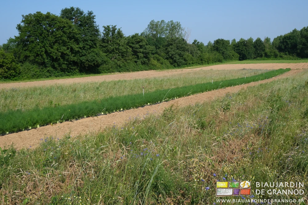 photos de planches en engrais vert b en fleurs à coté de fenouil d'été et planches pour fenouil d'automne