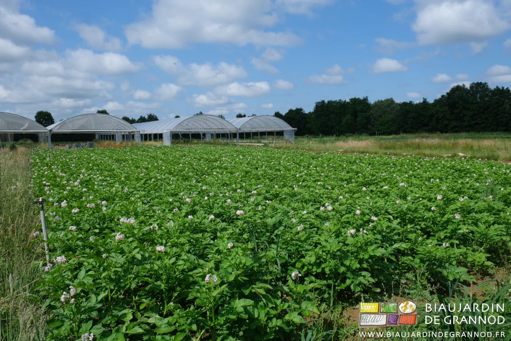 photo des pommes de terre aux fleurs rosées