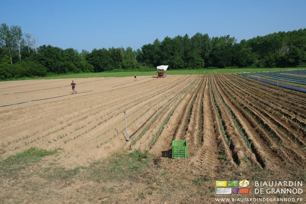 photo d'ensemble de la parcelle de poireau sur fond de haie bocagère
