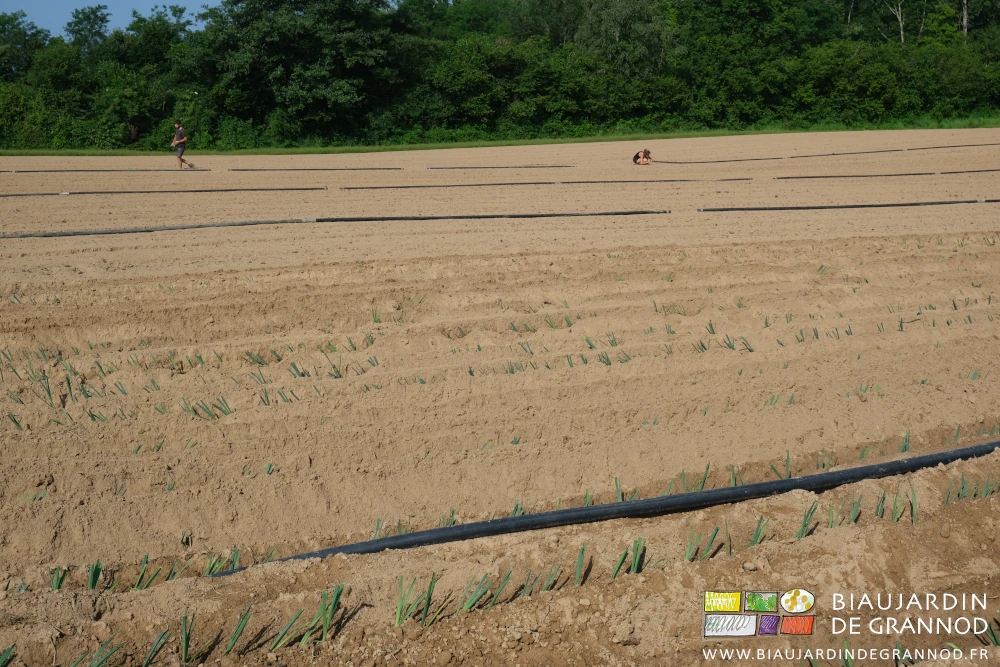 photo d'ensemble de l'assemblage manuel de tout le système d'arrosage