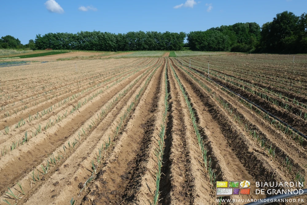 photo d'ensemble des carrés de poireau sur fond de carrés d'engrais vert puis de haie bocagère