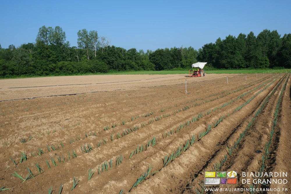 photo des planches de poireau en cours de plantation, au fond une de nos haies bocagères