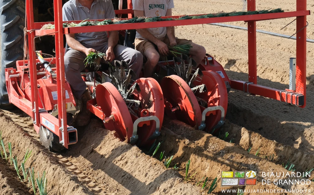 photo de 2 planteurs alimentant les pinces à la main