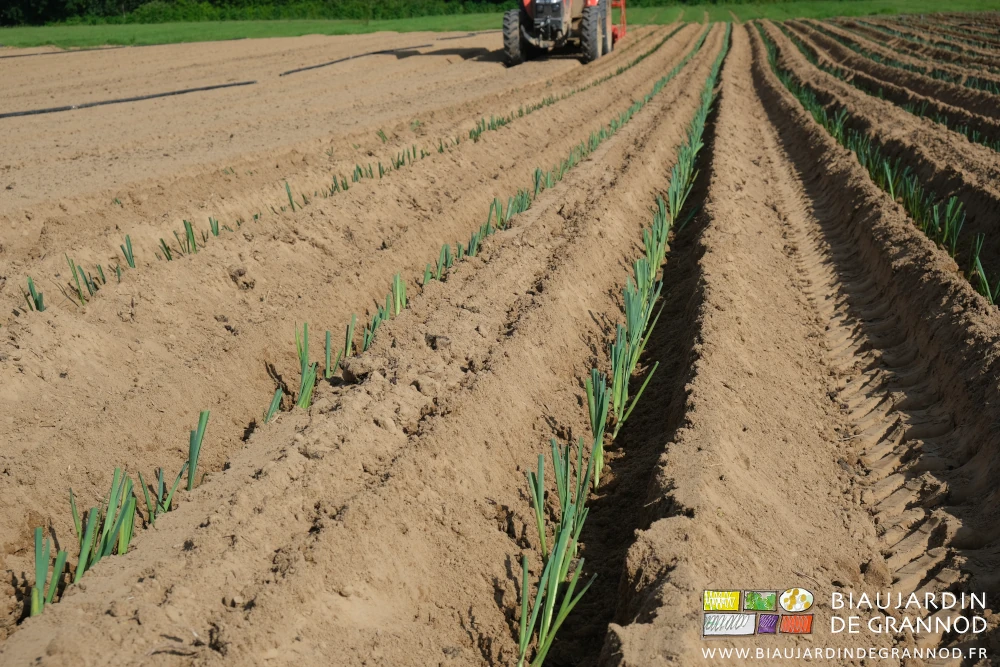 photo en perspective de rangs de poireau repiqués à la machine
