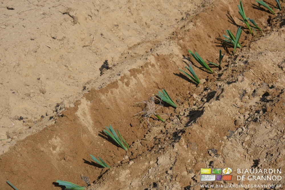 photo d'un poireau mis en place racine en l'air dans le rang bien planté