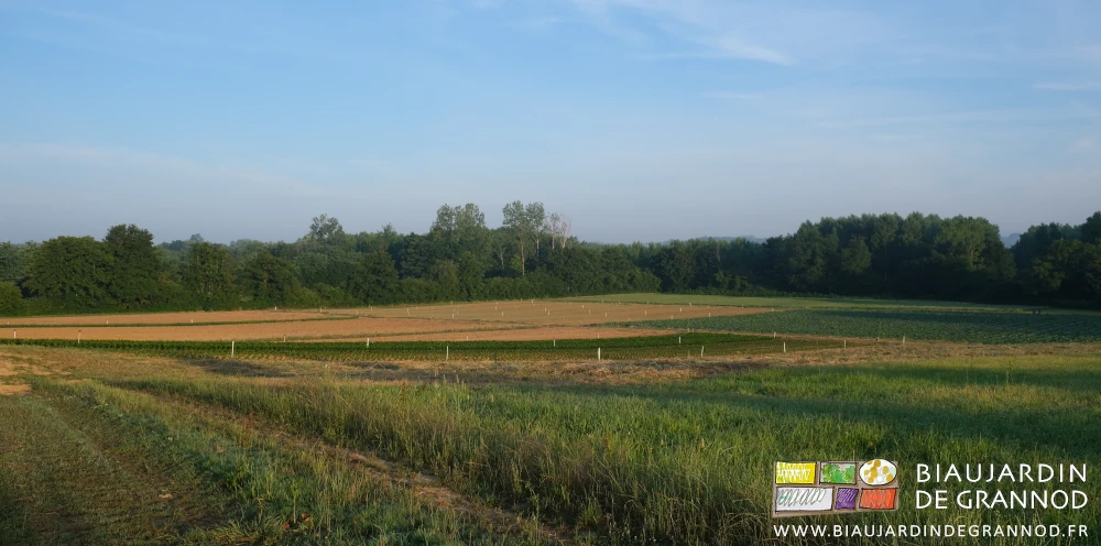 photo matinale de la nouvelle parcelle équipée en arrosage