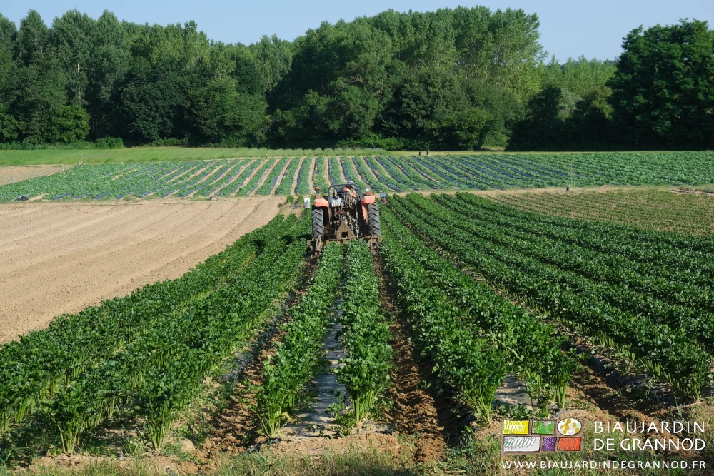 photo du tracteur binant les allées du carré de céleri