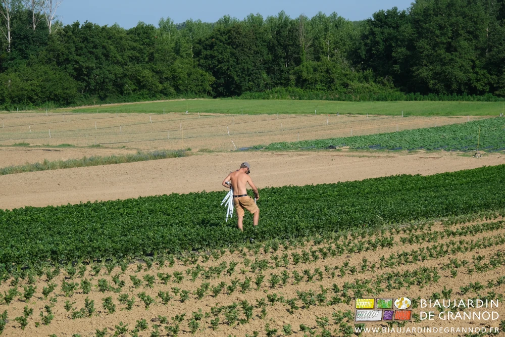 photo de Matthieu portant et installant une série de cannes d'arrosage