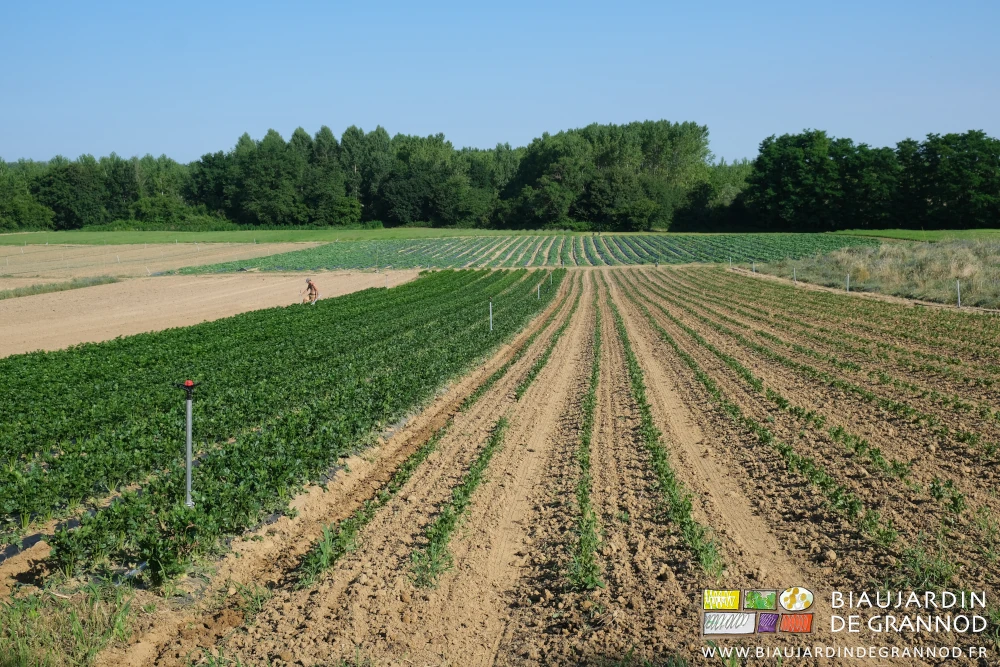 photo d'ensemble des carrés de céleri rave pour l'automne comme pour l'hiver