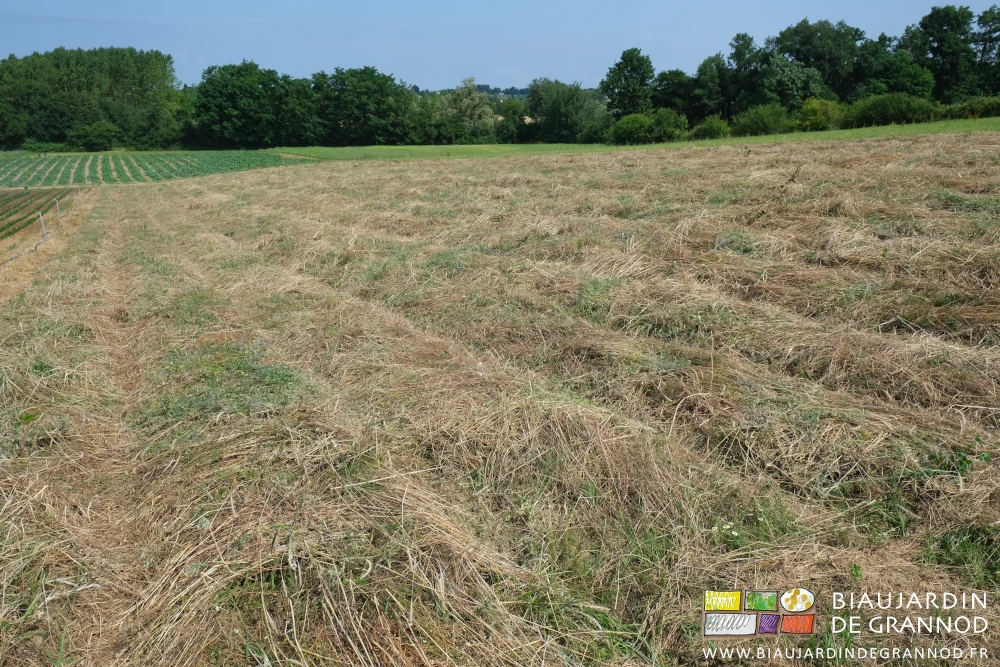 photo du mélange mûr et couché par les pales de l'outil trainé