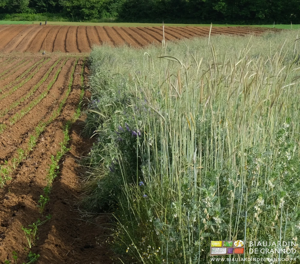 photo du mélange vesce en fleur, seigle mûrissant