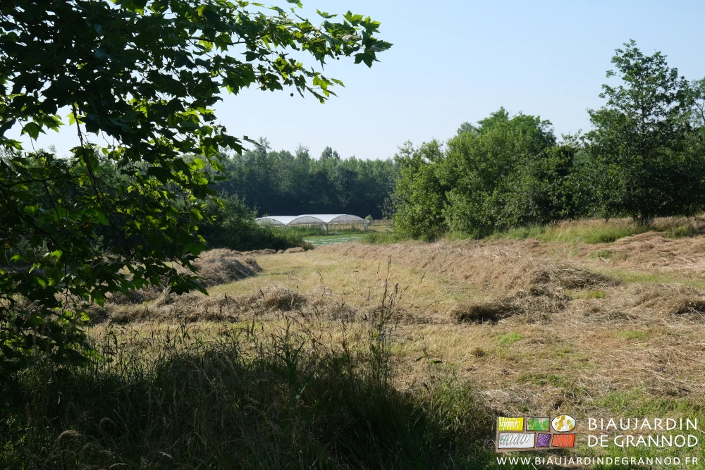 photo du foin en cours de séchage juste au dessus du quadri- tunnel