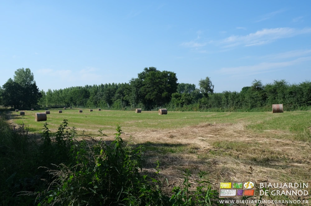 photo de bottes de foin dans un de nos prés