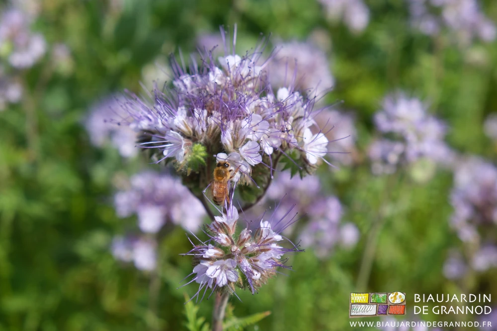 photo de la fleur mauve intense de phacélie visitée par des butineurs