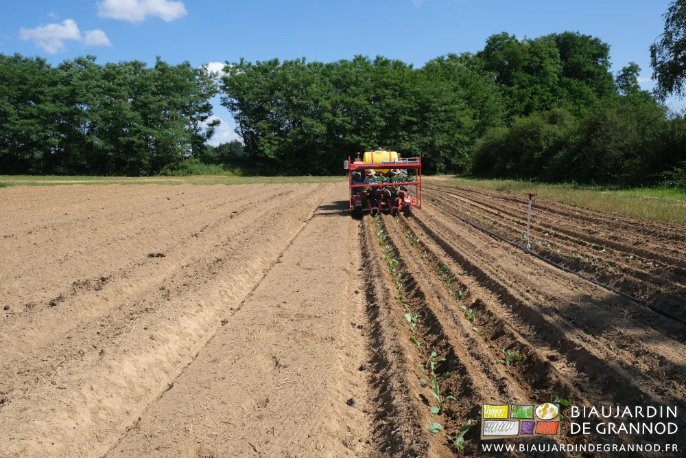photo en enfilade de la planteuse à deux rangs au travail dans une planche de choux