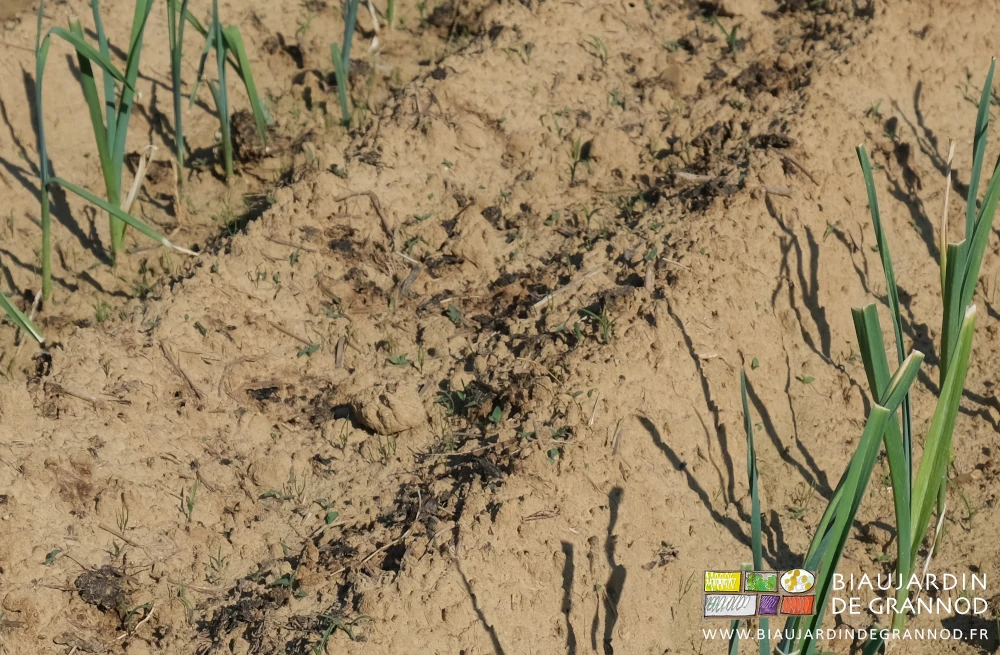 photo de l'entre rangs des poireaux où les adventices sont en cours d'installation