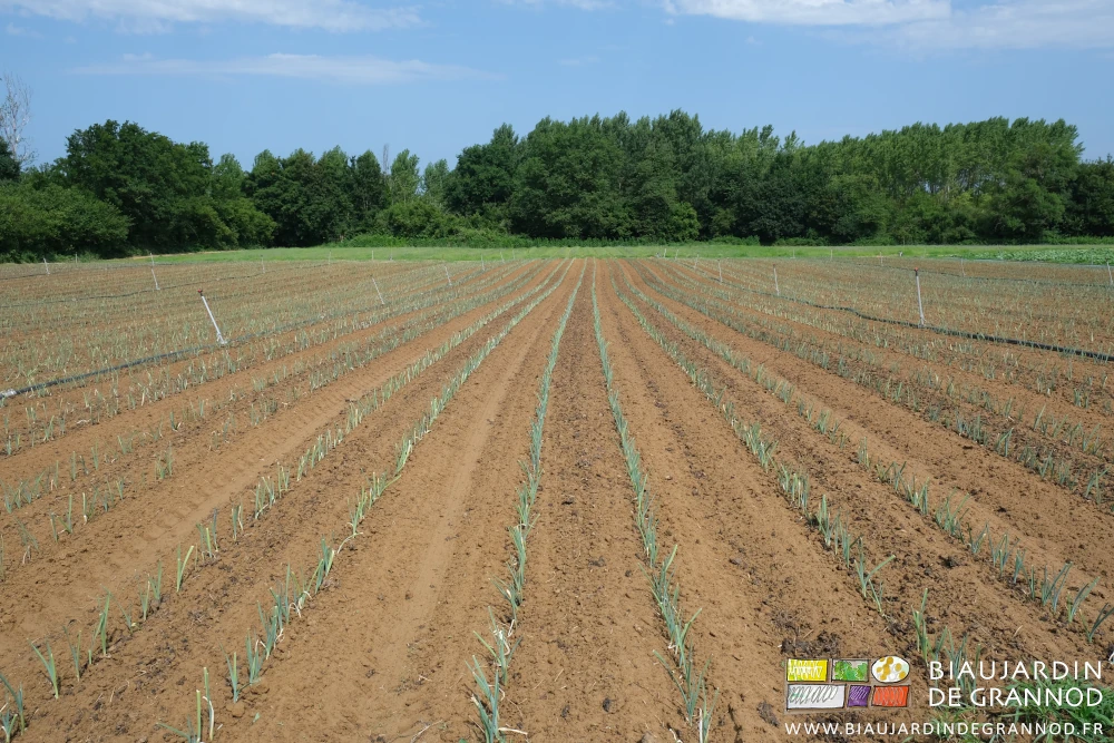photo d'ensemble des carrés de poireau, au fond les carrés de courge, et du bocage bressan