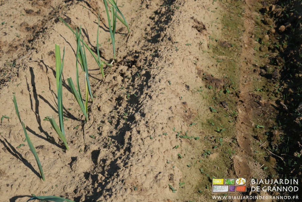 photo des bords de planche de poireau envahis de levées de panic particulièrement