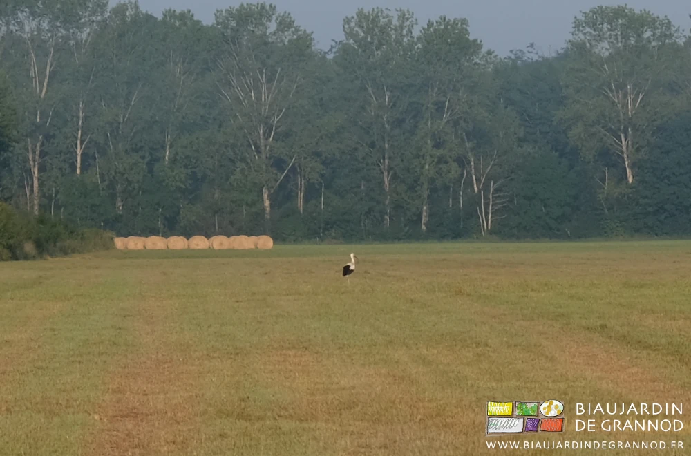 photo d'une cigogne dans la prairie de Seille