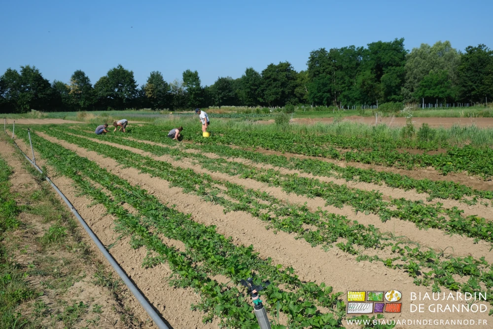 photo de toute l'équipe accroupie pour arracher les adventices une à une avec un couteau