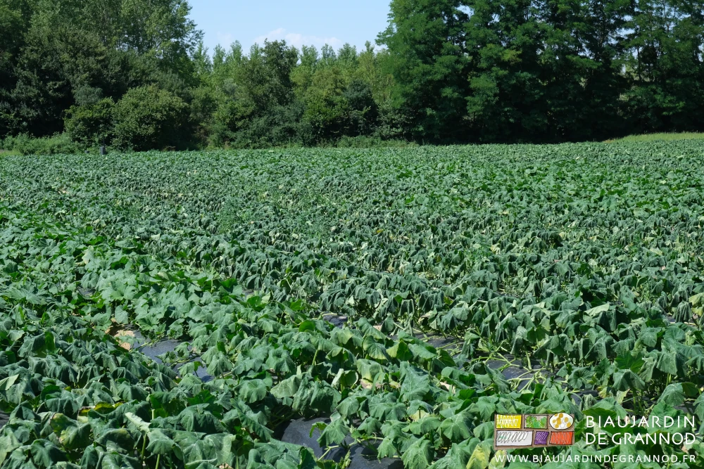 photo d'un carré de courges aux feuilles complètement avachies