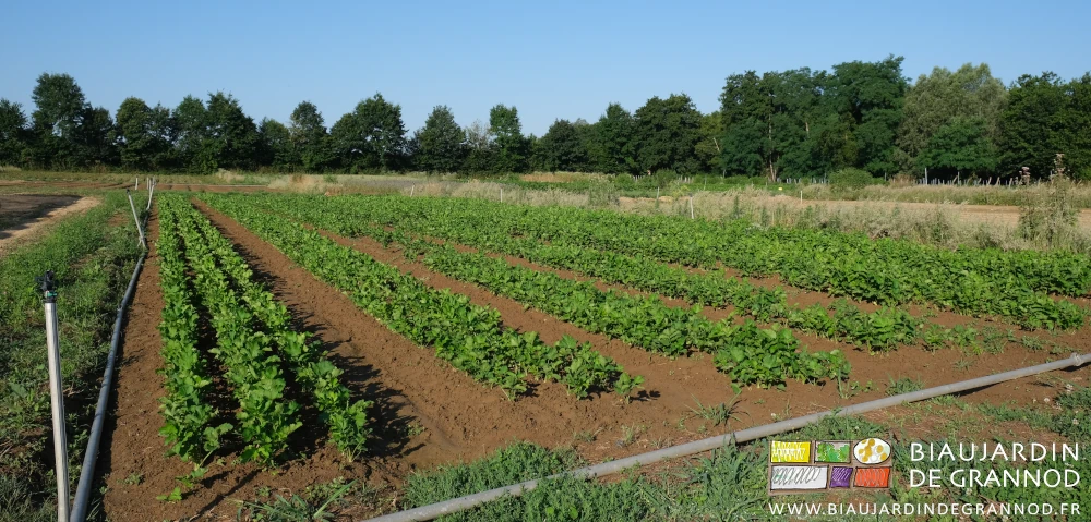 photo d'un carré de panais sur fond de haie bocagère