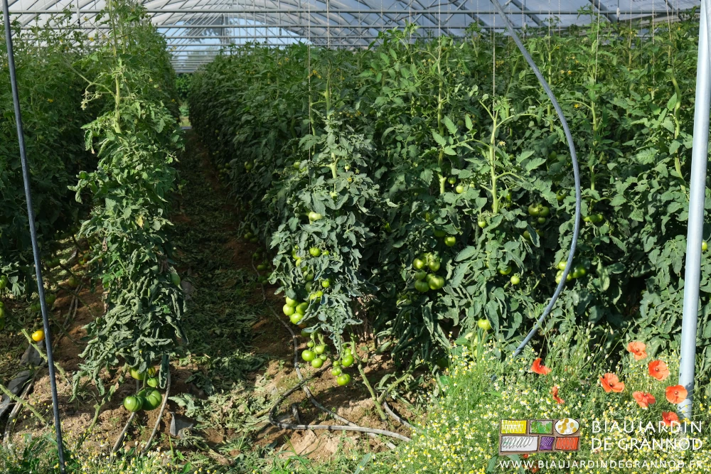 photo d'un bi-tunnel ombré cultivé en tomates