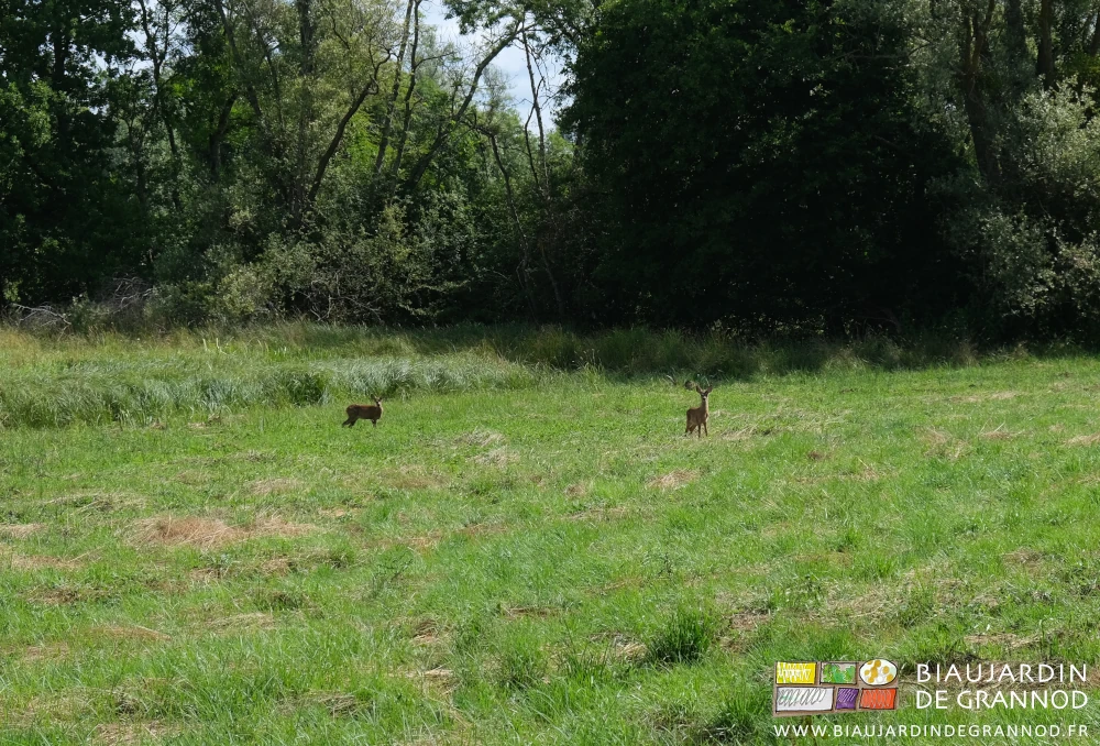 photo de 2 chevreuils de l'année en bas de notre jardin