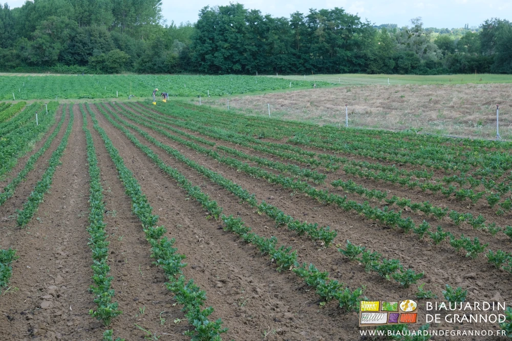 photo des longues planches de céleri-rave désherbées à la main par Arnaud et Timothée