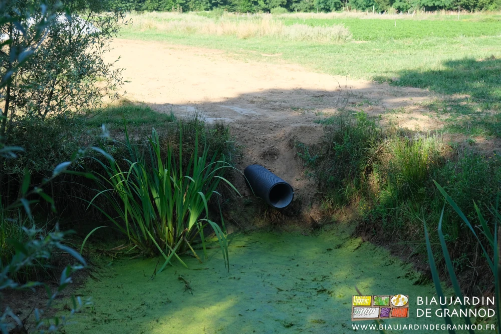 photo de la sortie du réseau de collecte dans le bassin égayé d'iris, roseaux, etc...