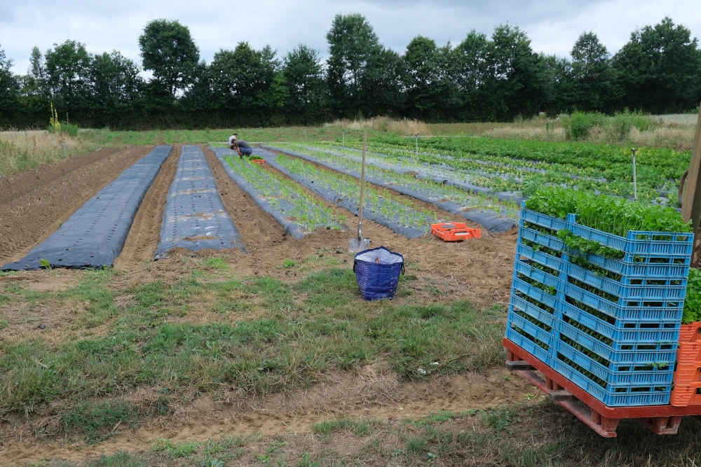 photo de plantation manuelle dans un carré de planches paillées d'un film biodégradable pré-percé
