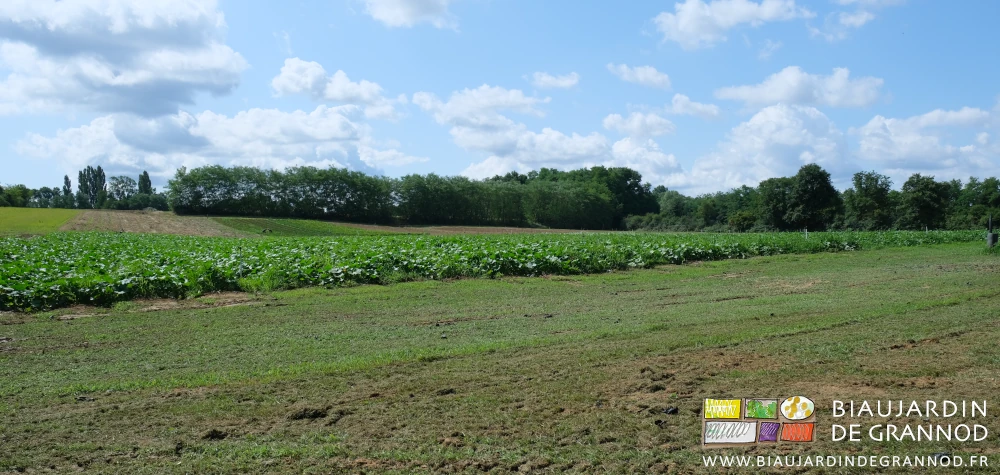 photo d'ensemble de la parcelle en courge poireau, choux, céleri-rave entourée de haies bocagères