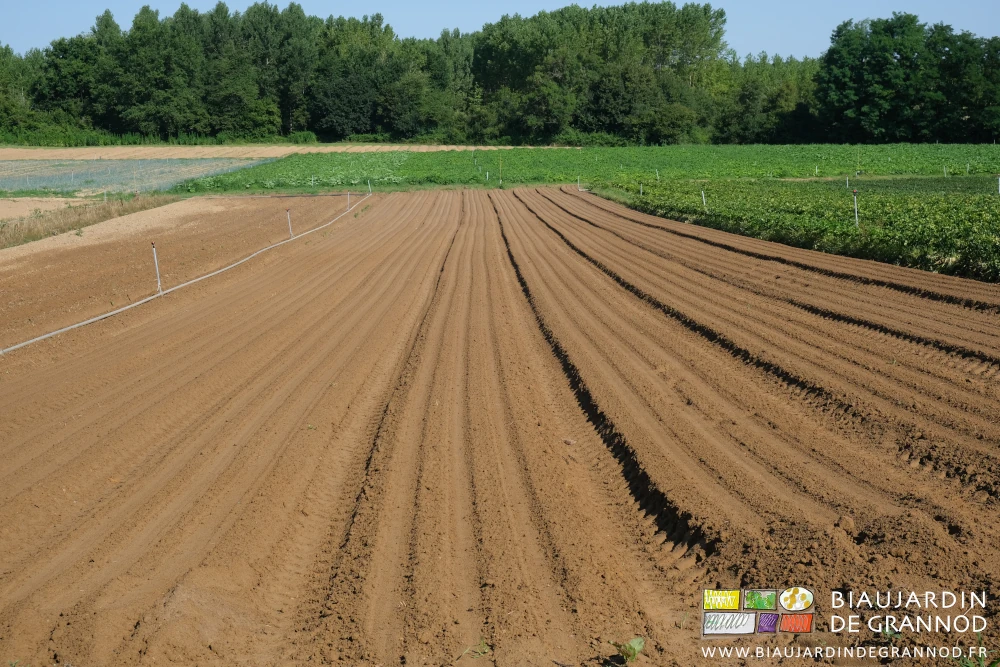 photo des longues planches de betterave rouge juste semées