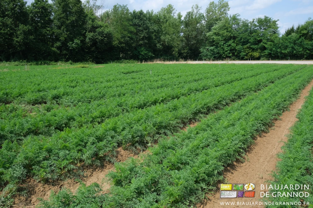 photo de 2 carrés de carotte en plein développement