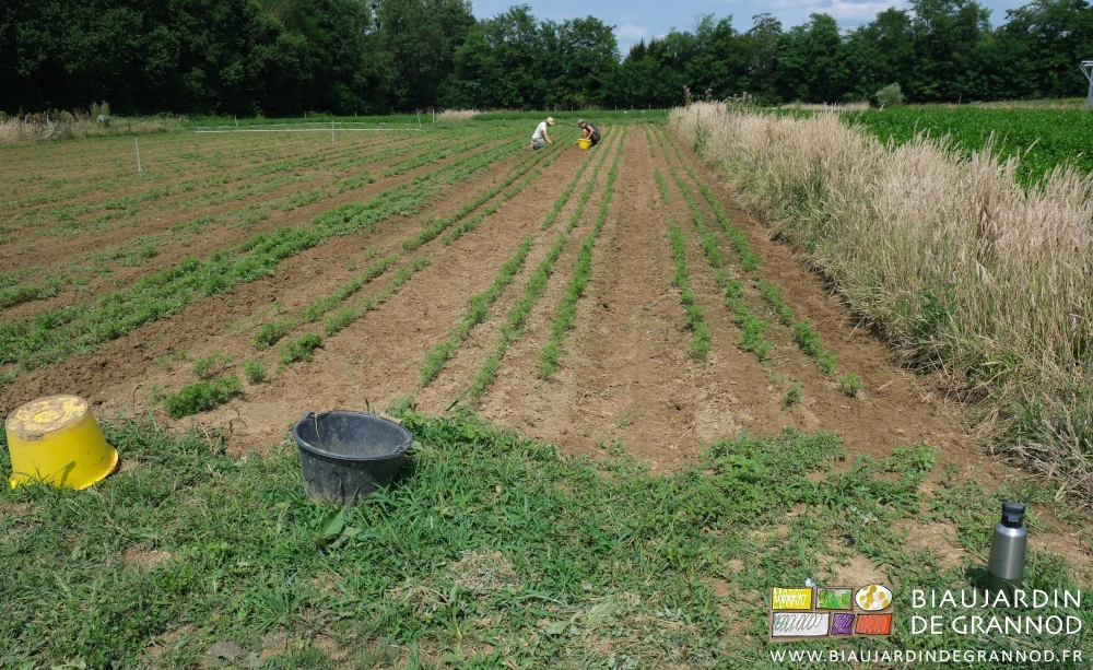 photo de l'équipe avec couteau et seau pour éliminer les adventices qui concurrencent les carottes