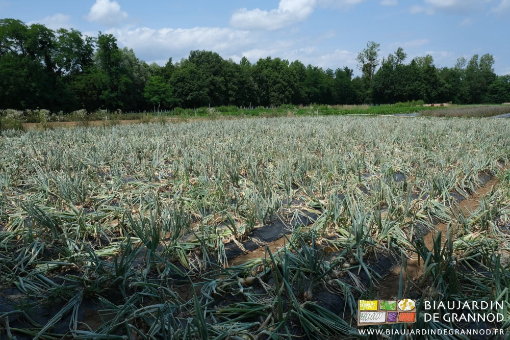 photo générale d'un carré d'oignon en cours de mûrissement