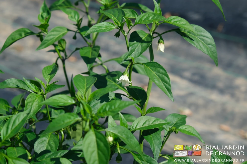 photo des fleurs blanches d'un pied de piment de la Bresse