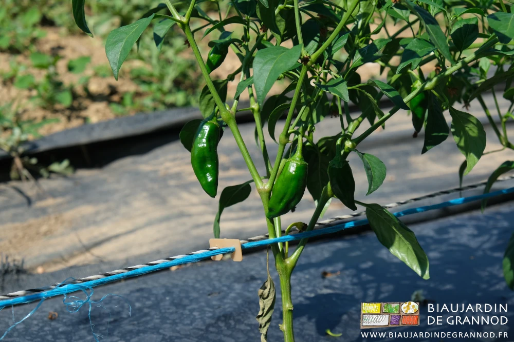 photo d'un pied de piment de la Bresse avec plusieurs fruits formés et encore verts