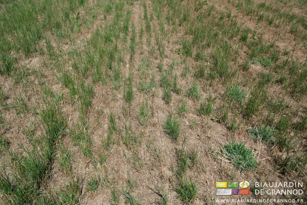photo de l'état de surface de la parcelle en ray-gras récemment fauché