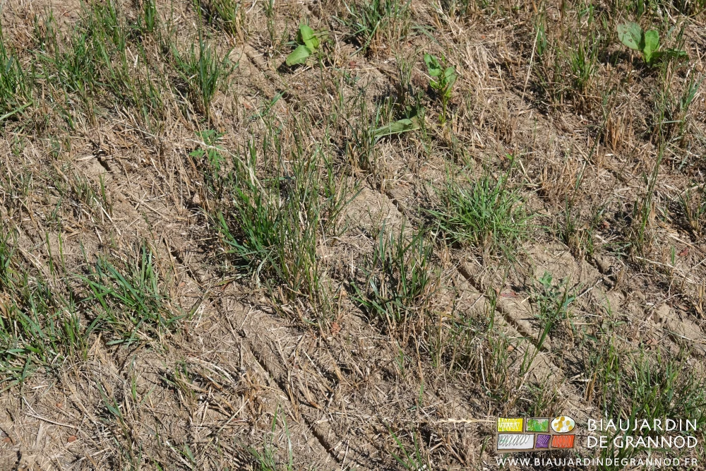 photo proches de l'entaille laissée par les disques semeurs dans la terre non travaillée