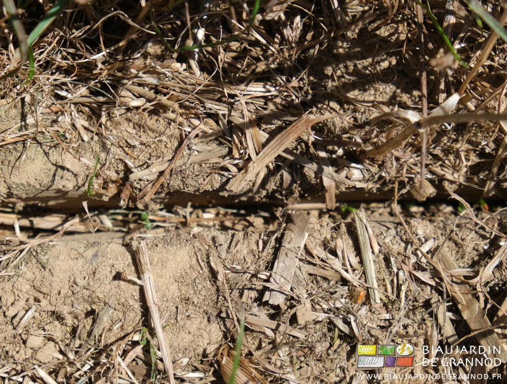 photo proche du trèfle en cours de levée.