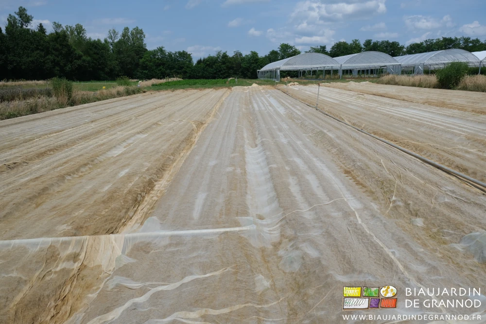 photo d'un carré de radis navet couvert de filet