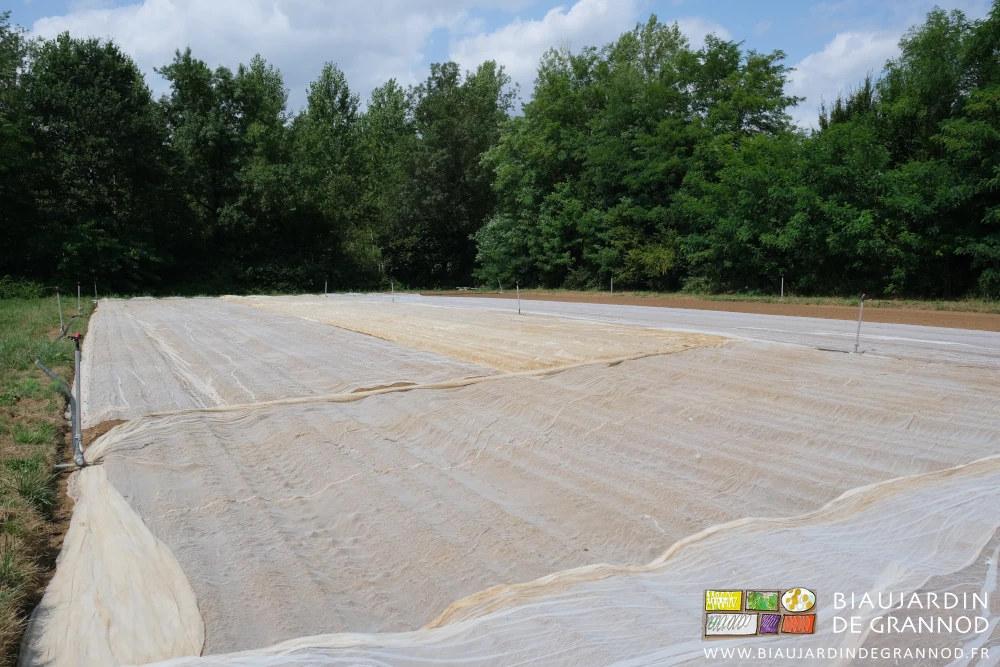 photo d'un carré entièrement couvert de filet tricoté à maille fine contre les altises